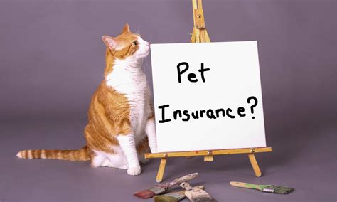 pets at home kitten insurance.